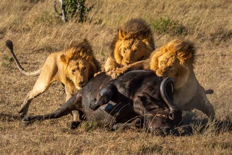 Watch 20 Lions Try To Take Down This Massive Buffalo - A-Z Animals