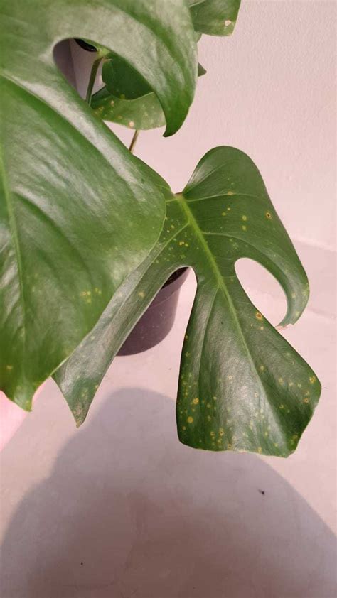 Philodendrons Elephant Ears And Other Aroids Forum→help To Identify