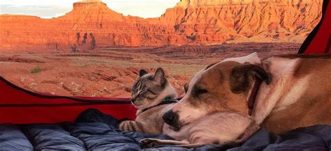 Meet Henry And Baloo An Unlikely Pair That Can Adventure Anywhere