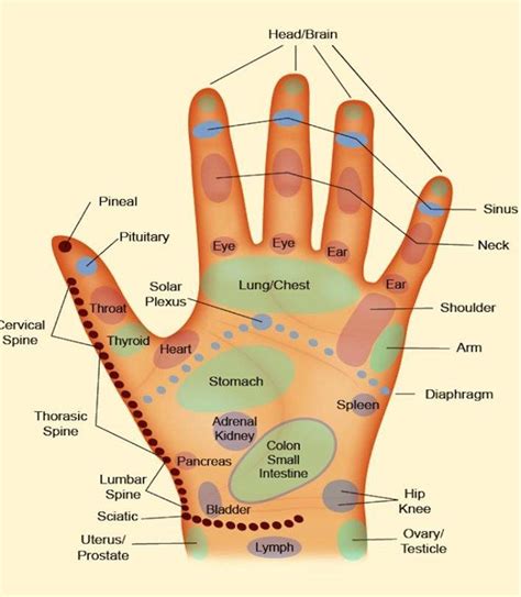 Reflexology Hand Chart Hand Reflexology