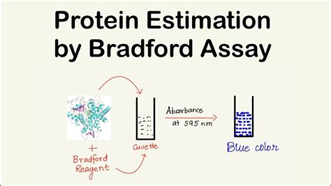 Bradford Assay Protein Concentration Estimation Chemistry