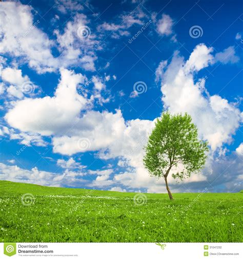 Lonely Tree Stock Photo Image Of Hills Foliage Horizontal 31047232