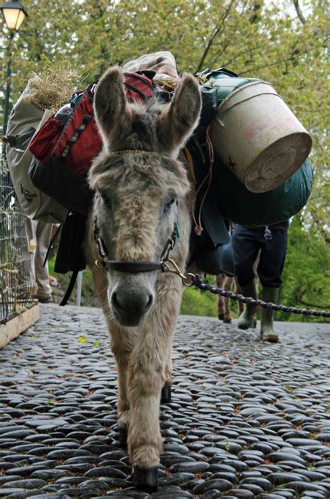 Clovelly Donkey Devon Travel Pictures National Parks Places To Visit