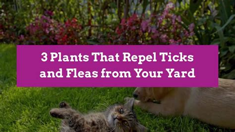 3 Plants That Repel Ticks and Fleas from Your Yard | Fleas, Flea ...