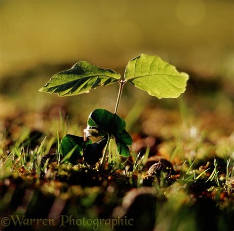 Baby Beech Tree Photo Wp08438