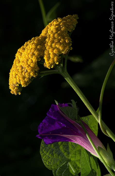 Obituary: Roderick Macdonald had profound impact on Canadian legal