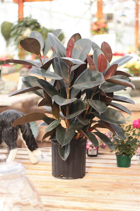 Learn exactly how to grow the beautiful ficus elastica in this care guide. Plant Portrait: The Rubber Tree | Leaf and Paw