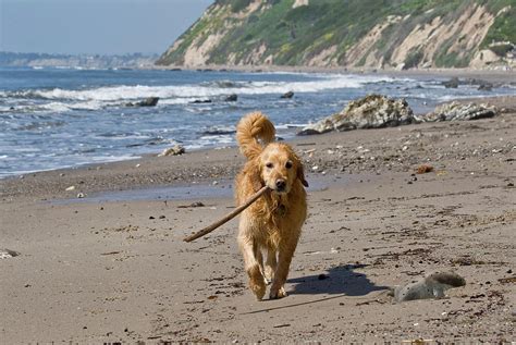 A Golden Retriever Walking With A Stick Photograph By Zandria Muench