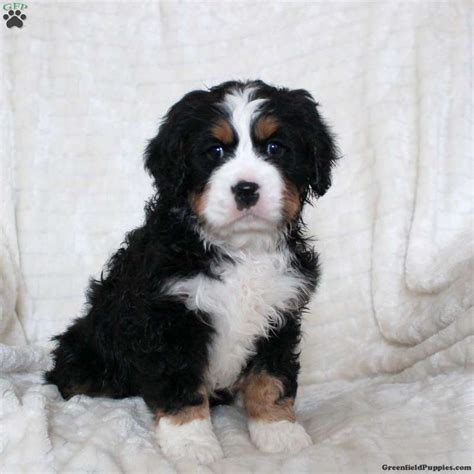 Ian Miniature Bernese Mountain Dog Puppy For Sale In Pennsylvania
