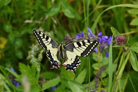 Plants that provide nectar for adult. What Flowers Attract Butterflies, but Not Bees? - My ...