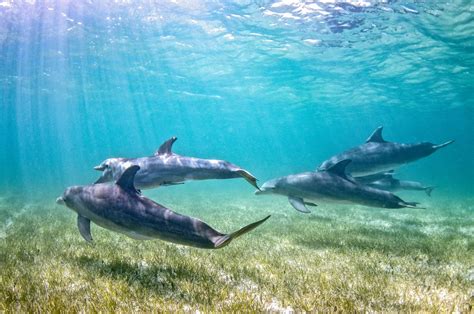 What Do Bottlenose Dolphins Eat American Oceans