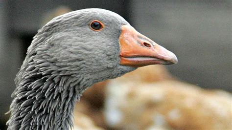 Minnesotas Take On Duck Duck Goose Mental Floss