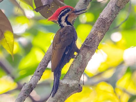 31 Birds That Start With O Sonoma Birding