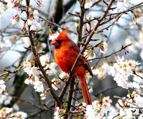 A Cardinal In The Apple Blossoms Photograph By Angela Davies Fine Art