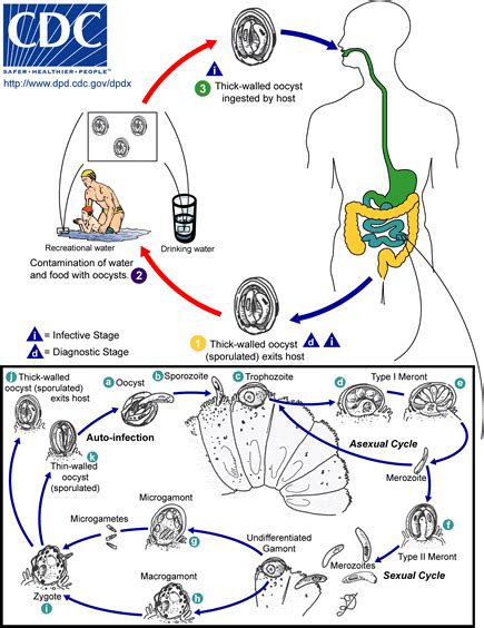 Cryptosporidium is a genus of apicomplexan parasites that infect a wide range of vertebrates (humans included). Cryptosporidium - Infectious Disease Advisor