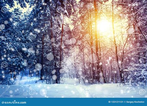 Beautiful Winter Landscape With Forest Trees And Sunrise Winterly