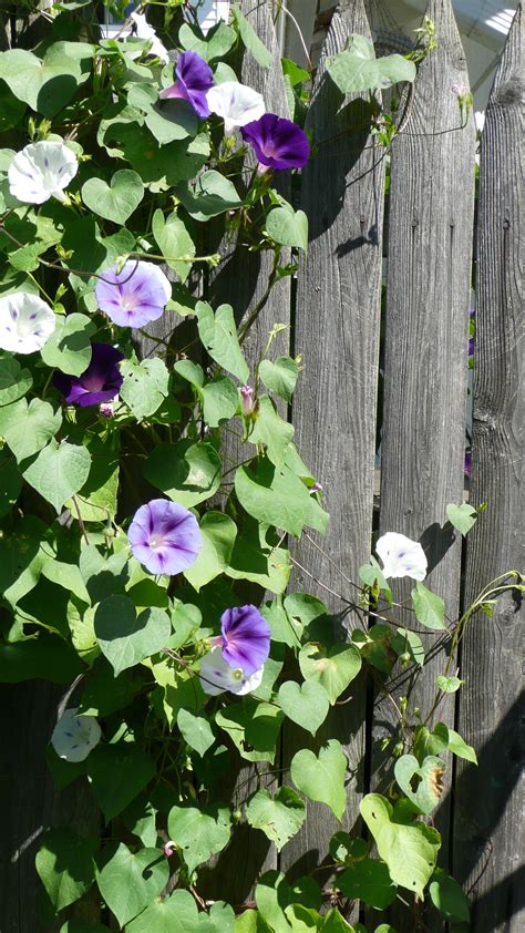 Morning Glories On A Wooden Fence Photo By Ac 꽃 사진 자연 사진 코스모스 꽃