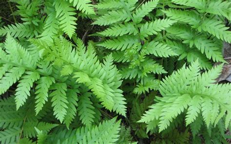 Buy Giant Chain Fern Blechnaceae Woodwardia Fimbriata Giant Chain 1