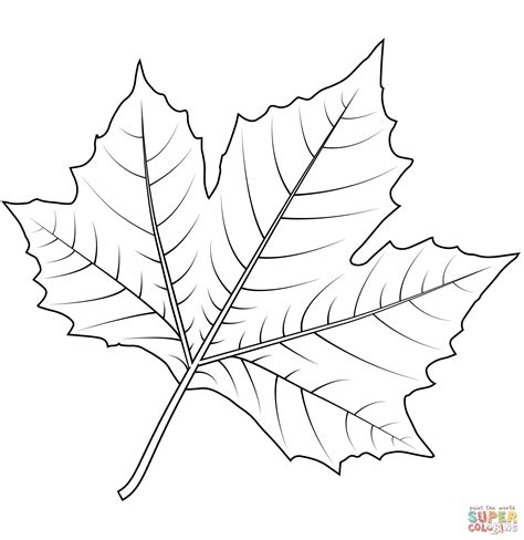 Coloring is essential to the overall development of a child. London Plane Tree Leaf coloring page | Free Printable ...