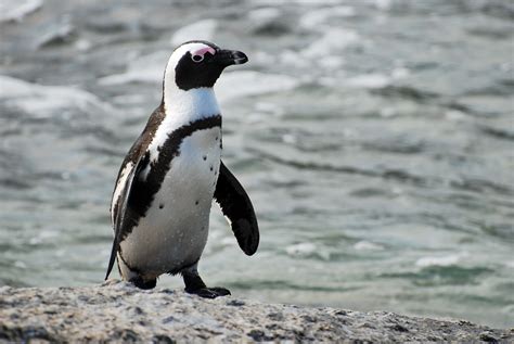Fileafrican Penguin Near Boulders Beach Wikimedia Commons