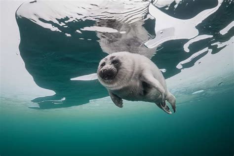 These Photos Of Adorable Baikal Seals Above And Beneath The Water Will