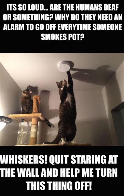 Most detectors have blank labels on the back where you can write in the installation date. Cats, marijuana, and smoke detectors. - RealFunny