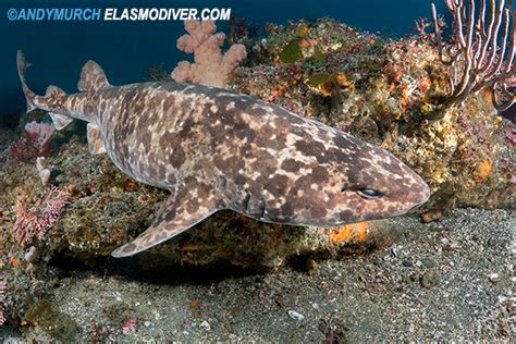 Blotchy Swell Shark Pictures Images Of Cephaloscyllium Umbratile