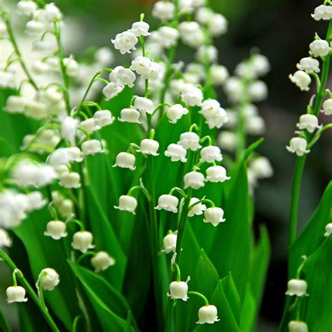 Buy Lily Of The Valley Convallaria Majalis £399 Delivery By Crocus