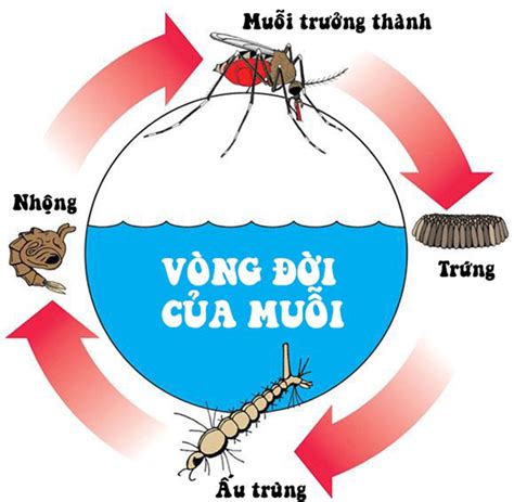 Cách diệt muỗi triệt để theo hướng dẫn của Bộ trưởng Bộ Y tế