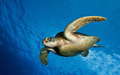 Sea Turtles Hd Hd Desktop Wallpapers 4k Hd