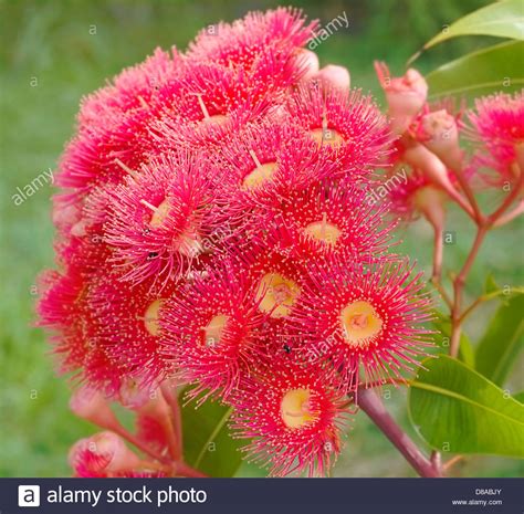 Bright Vibrant Red Flowers Of Australian Gum Tree Native
