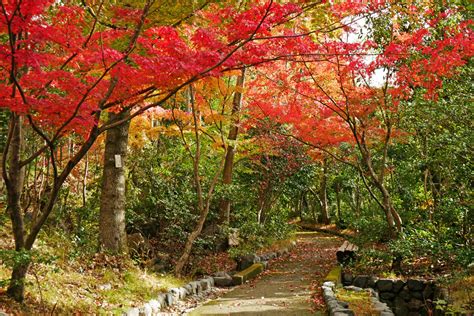 桂坂ニュータウン 京都フリー写真素材集：京都の神社・寺院・観光地・世界遺産の無料写真