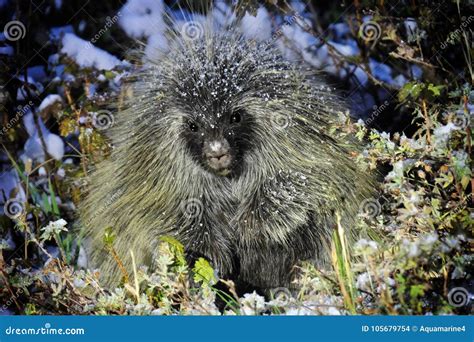 Porcupine In Wilderness Adorable Wild Animal Hiding In Grass Stock