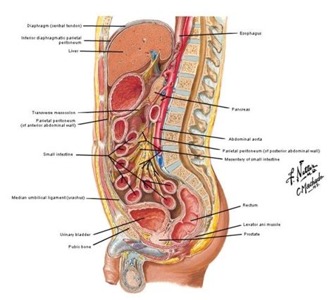 In biology, an organ (latin: Pin en Everything Medical