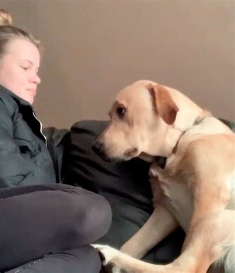 Video Vea Cómo Un Perro Le Pide A Su Dueña Que No Pare De Acariciarlo