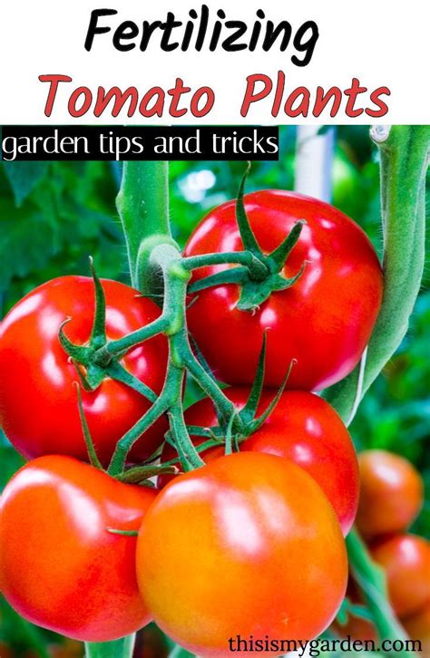 When To Fertilize Your Tomato Plants At Plant