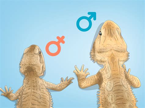 How To Tell The Sex Of A Bearded Dragon 3 Accurate Methods