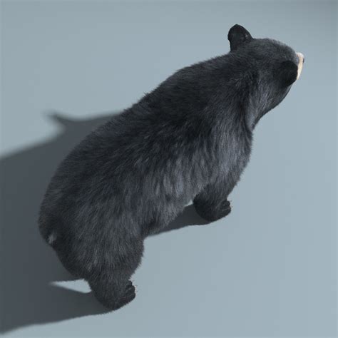 Black hair is the darkest and most common of all human hair colors globally, due to larger populations with this dominant trait. Black Bear FUR 3D Model .max .obj .fbx - CGTrader.com