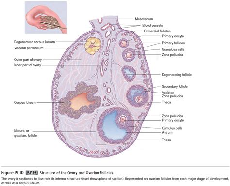Oogenesis And Fertilization Female Reproductive System