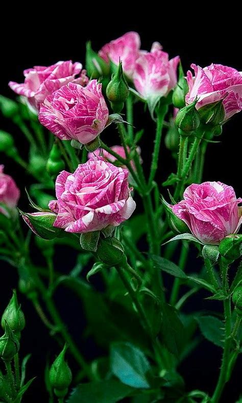 Imágenes De Rosas Las Más Hermosas Flores