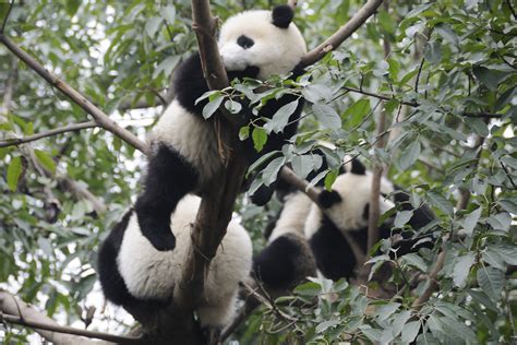 F Chengdu Pandas Pandas Up A Tree At The Chengdu Panda Flickr