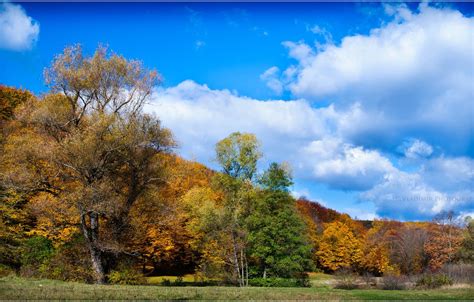 Wallpaper Autumn The Sky Clouds Trees Foliage Images For Desktop
