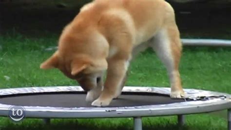 Animals Jumping On Trampolines
