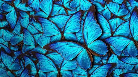 19 Blue Butterfly Wallpapers Wallpaperboat