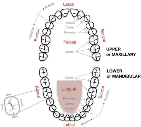 Mandibular Molars Dental Technology How To Tips Artofit