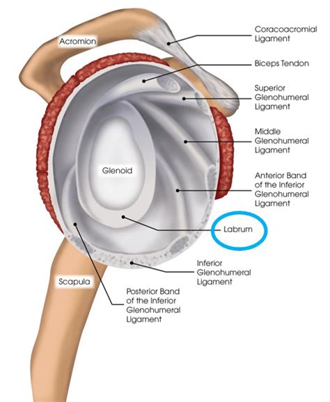 This diagram with labels depicts and explains the details of shoulder anatomy pictures. Shoulder Anatomy Labrum
