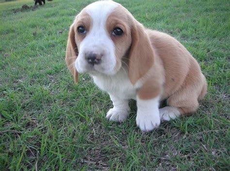 This breed started to become popular in the 1800's and made it's way over to america. Female Basset Hound Puppies For Sale | PETSIDI