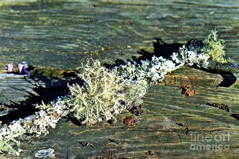 Tree Moss On Table Photograph By Stacie Siemsen Fine Art America