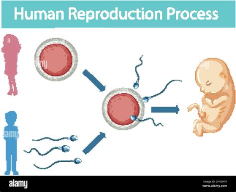 Human Reproduction Process Infographic Illustration Stock Vector Image