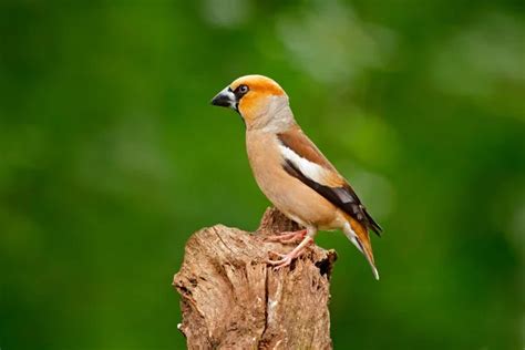 Hawfinch Coccothraustes Coccothraustes Brown Songbird Sitting On Tree